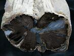 Large Blue Forest Petrified Wood Limb Section #7993-5